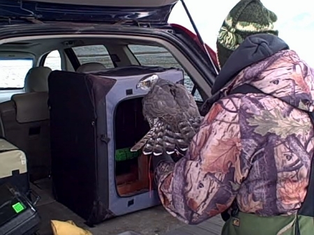 falconry hunt in Montana, photo #16