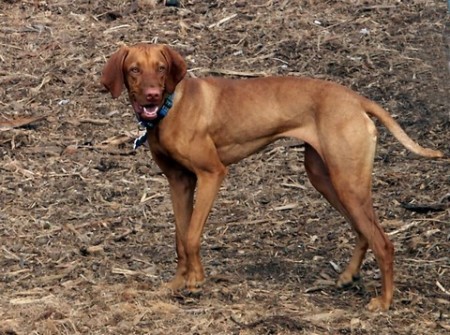 Phoebe at the dog park