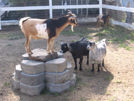 The goats in my life "Mocha" "Hopper" "Velma"