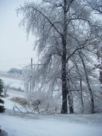 Ice storm Dec 2008