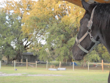 Gunner (18 3/4 hands) daydreaming