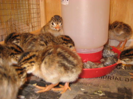 Guinea fowl keets