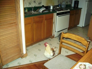 Stupid chicken snuck into the house