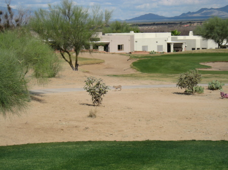 Canoa Hills Golf Gourse  Green Valley Arizona