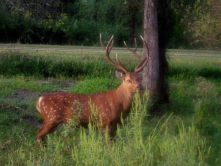 BIG BOY, AMERICAN ELK !