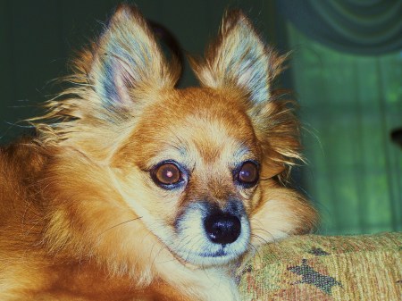 My long haired Chihuahua - Hushpuppy