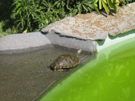 Koi pond turtle catching some Cabo sun