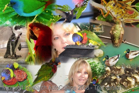 Collage - Florida