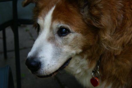 my 17 year old dog