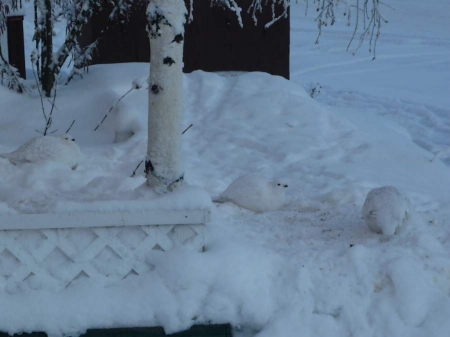 Ptarmigans