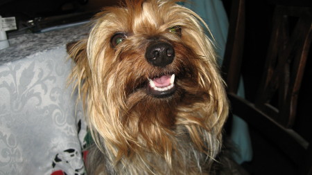 Our Yorkie Terrier