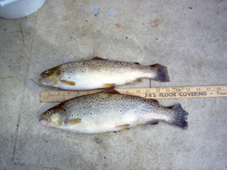 Brown Trout (May 2009)