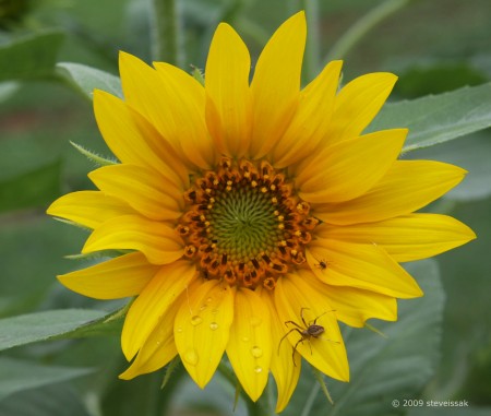 Spider on Sunflower