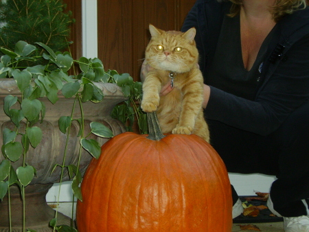 Scottie and his pumpkin - October 2008