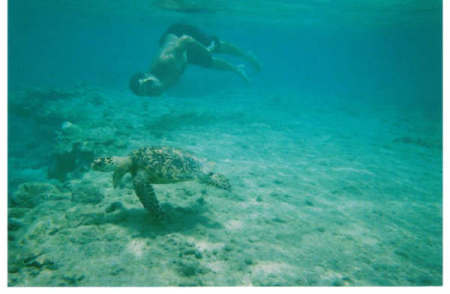 Off Congo Island with a Hawksbill Turtle