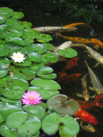 June, 2009 - Water lilies and Koi