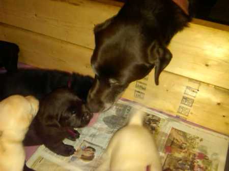 mama checkin pups