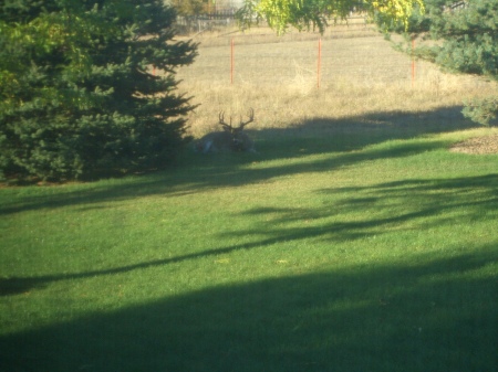 white tail buck in my back yard