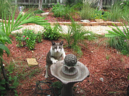 ocho.  our 29 toed cat in the backyard