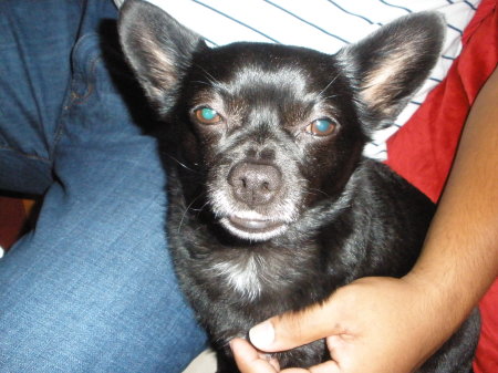 The Most Adorable Black Chihuahua Bruce