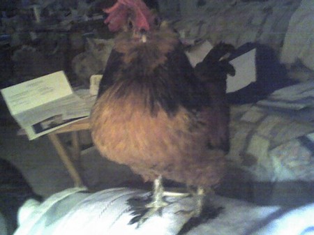 Bandit a bantam Rooster ready to crow