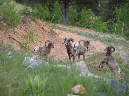 Our bighorn sheep