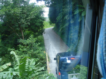 Rain Forest, Island of Dominica.