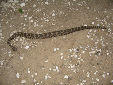Bois Blanc Island  Rattle Snake