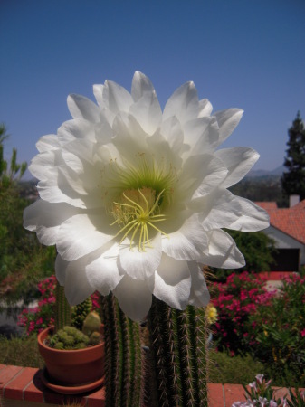 Cactus bloom