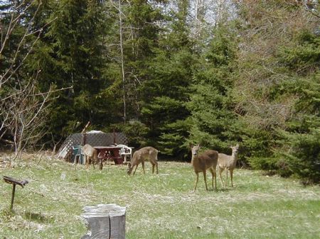 More Back Yard Guests