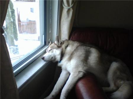 kuma taking a snooze