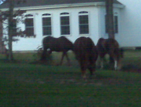 The horses done got loose in my yard!
