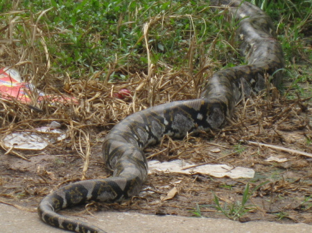 Wild Reticulated Python in our village