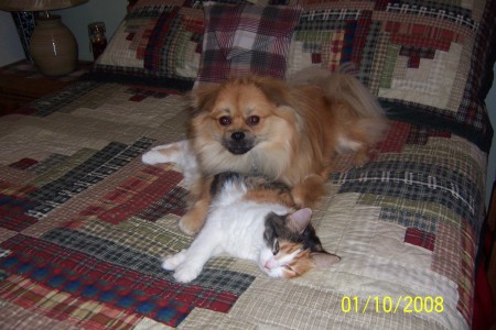My dog and cat