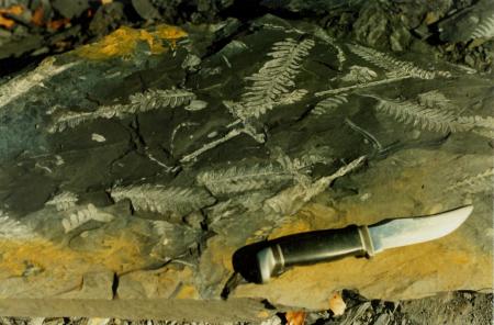 Fern Fossils collected in Pennsylvania