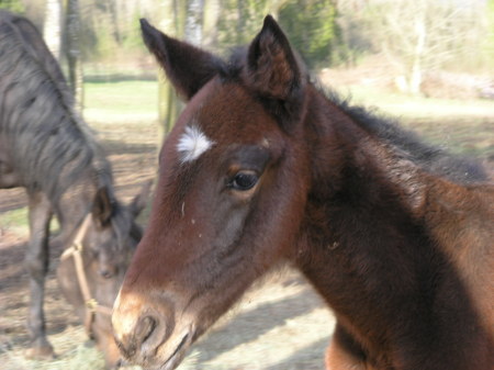 2009 Foal #2