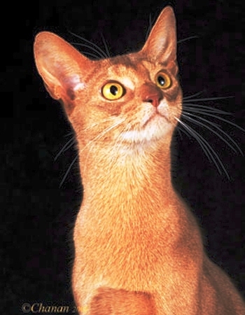 My exquisite Abyssinian (Manny)