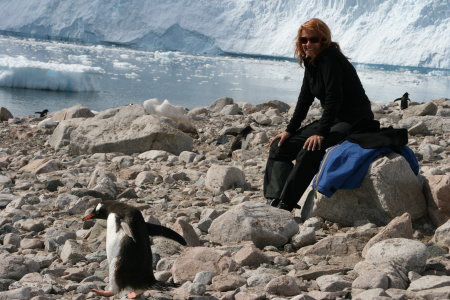 Adelie penguin