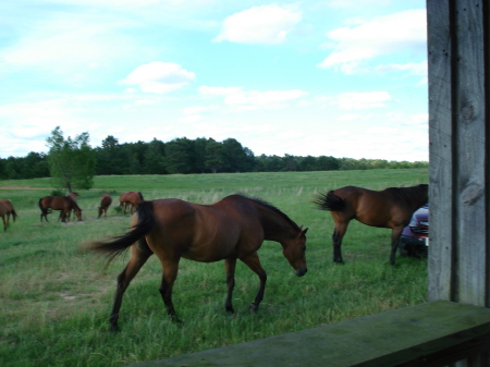 Horses around cabin