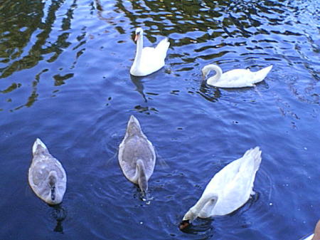 The swans we feed off our lagoon
