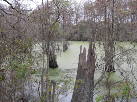 Louisiana swamps