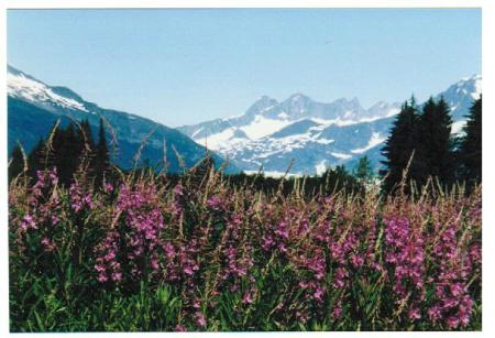 Fireweed at Mendenhall