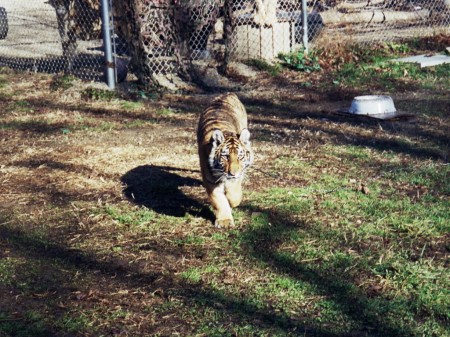 Imara, the Bengal tiger cub