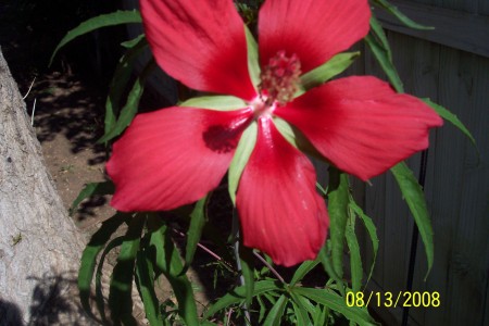 A few backyard plants