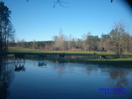 our lower field