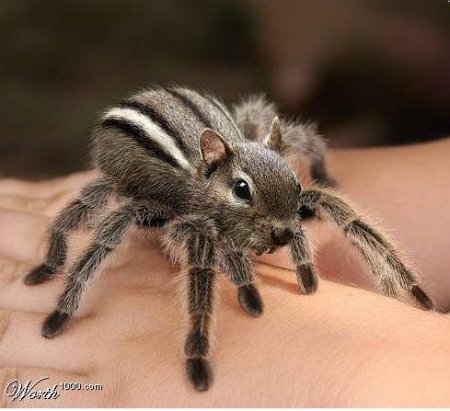 Tarantumonk