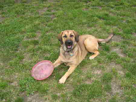 Cassie with frisbee
