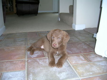 Sammy at 8 weeks old