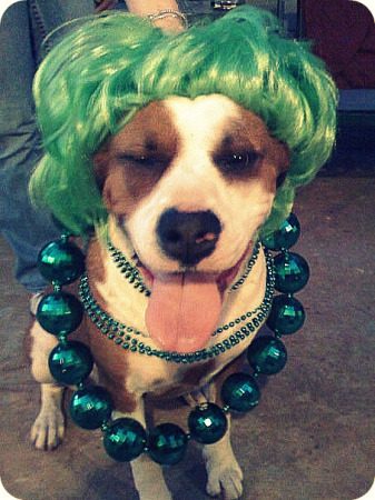 The grandog is ready for St. Patrick's Day.