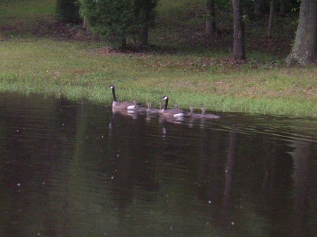 The Canadian Geese at our pond